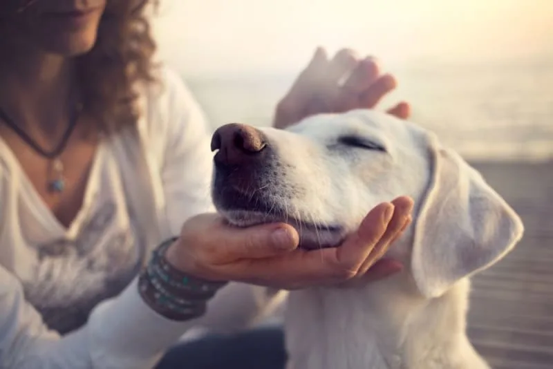 Can a Dog Have a Reaction to the Bordetella Vaccine?