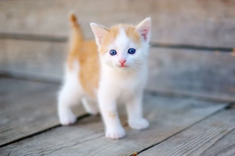 Kitten Age Chart: How to Tell How Old a Kitten Is?