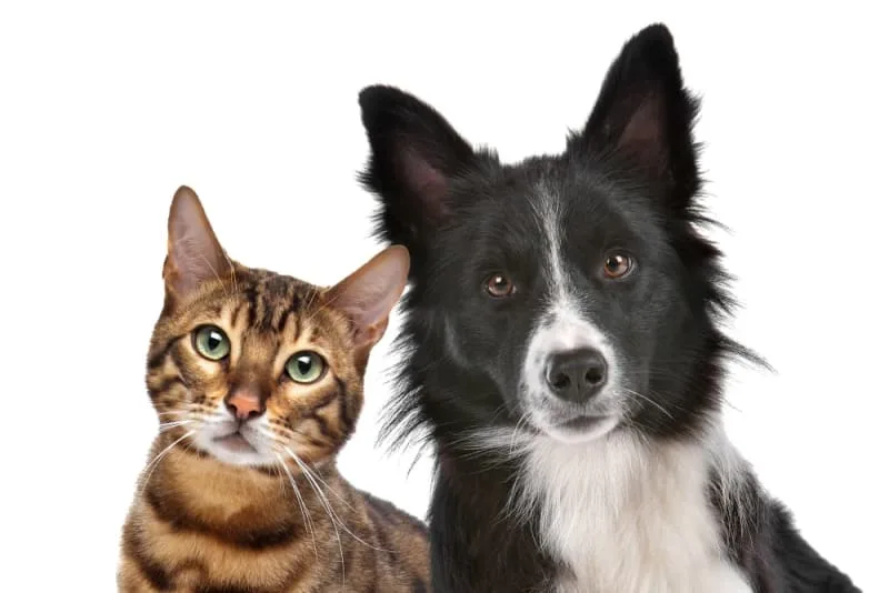 Are Pet Wellness Plans Worth It For Routine Care?