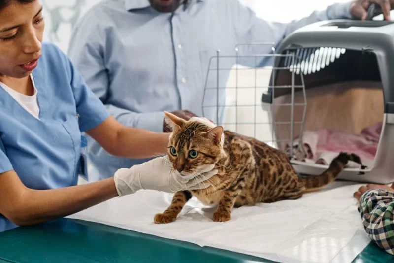 How often do you take a cat to the vet?