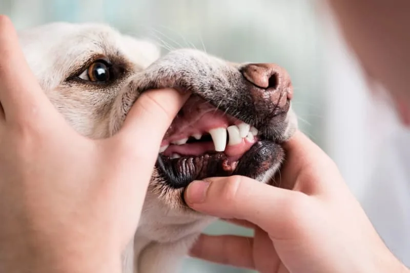 Periodontal Disease in Dogs: Symptoms, Causes, & Treatment