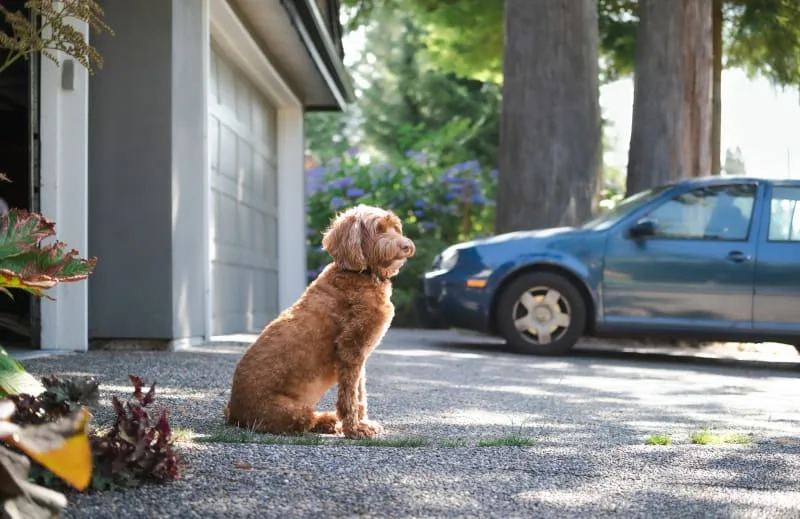 What Can I Do If My Dog Drinks Antifreeze