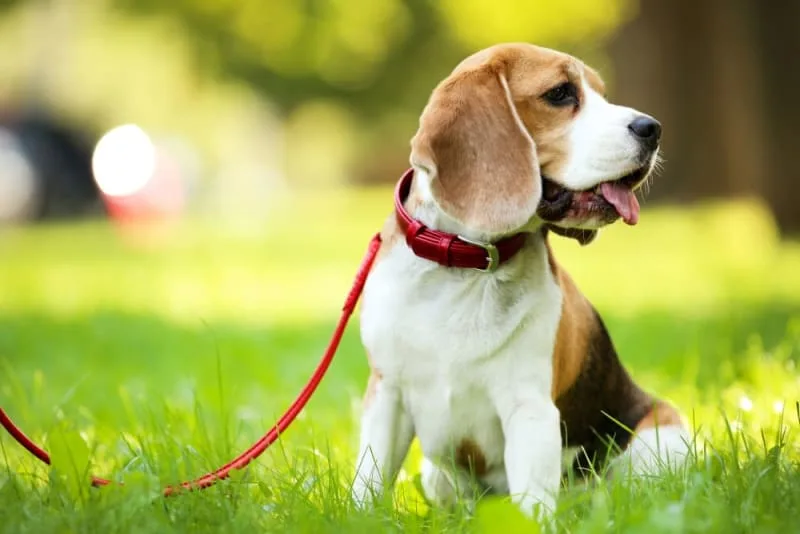 Why is My Dog Constipated & What to Do