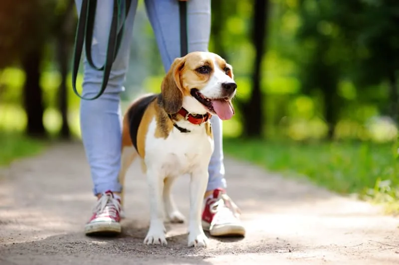 Why Your Dog Stops Walking & Won't Move