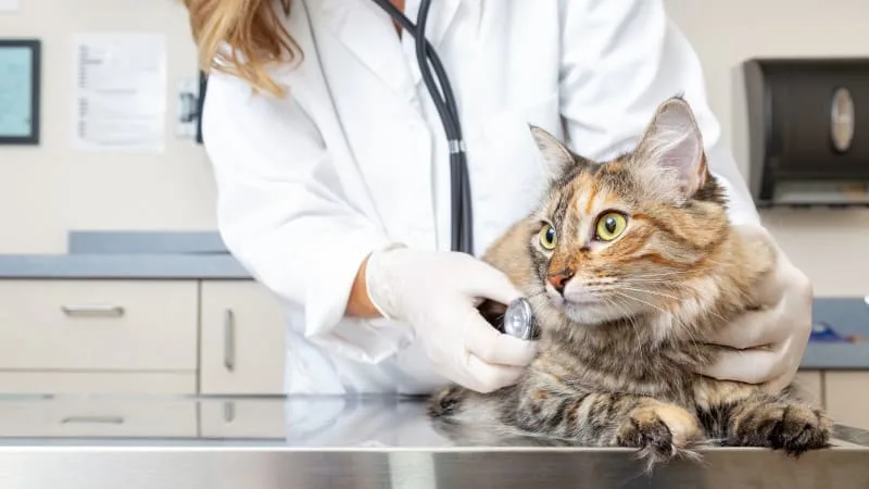 Diagnostic imaging for your dog or cat