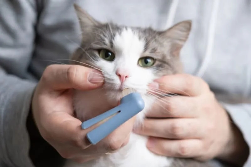 Cat Teeth Cleaning: How to Clean a Cat's Teeth?