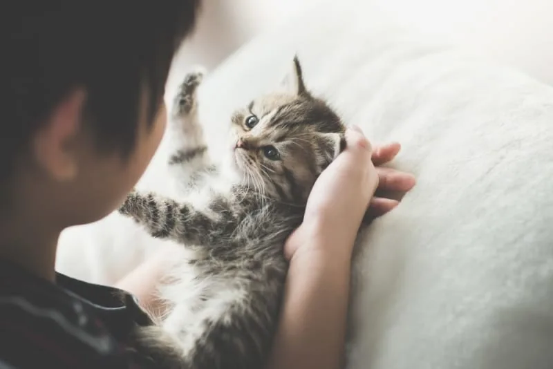 How to Take Care of a Kitten