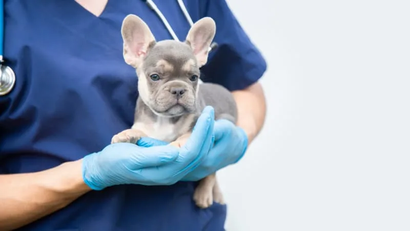 Puppy’s First Vet Visit