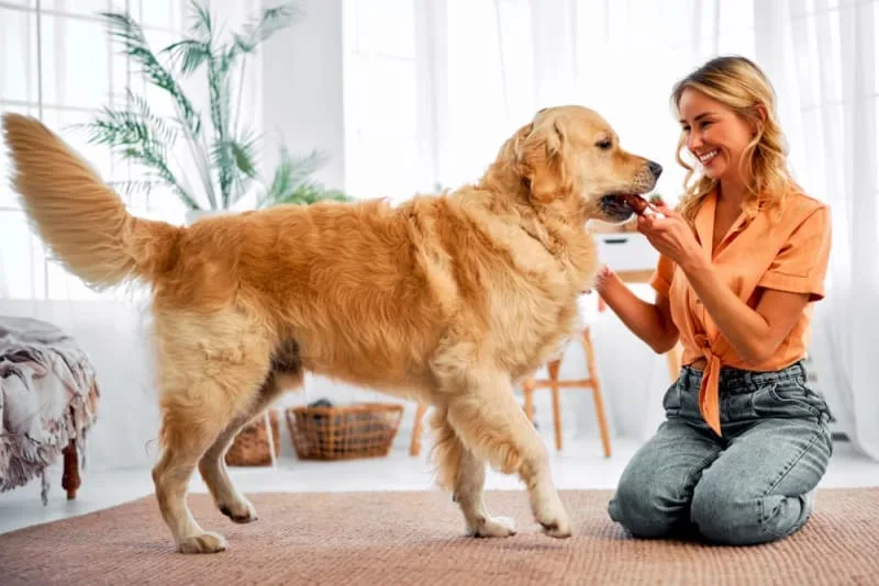 How to Safely Give Your Dog a Bone
