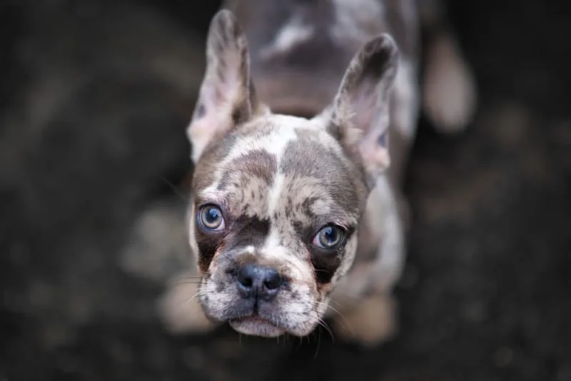 Should I Have My Dog Microchipped?