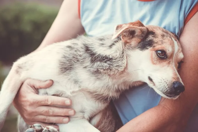 Toxic Dog Food List