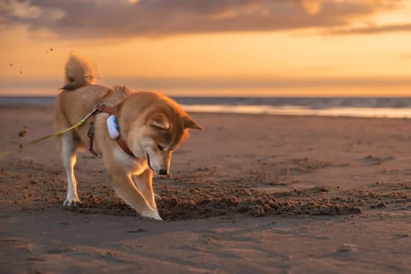ACL Injury in Dogs