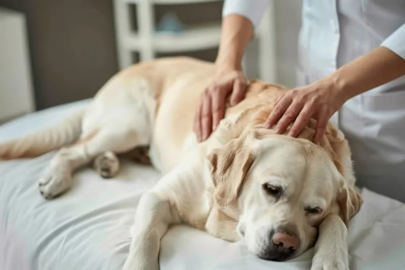 Side Effects of Radiation Therapy for Dogs