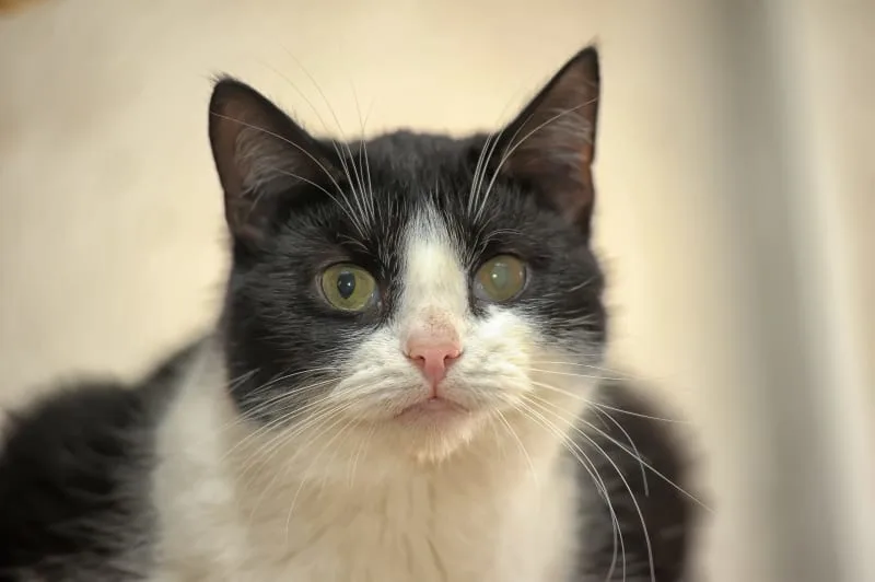 Cataracts in Cats