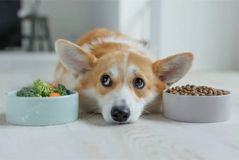 Pet Eating Problems: Why Won't My Dog Eat?