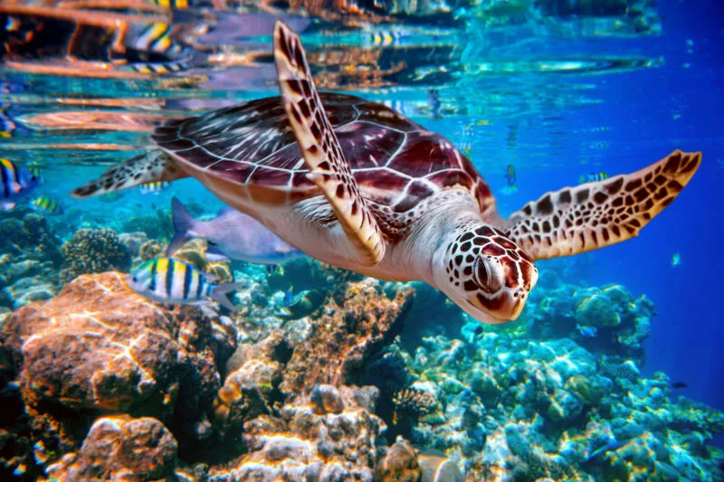 Is a Turtle a Reptile?