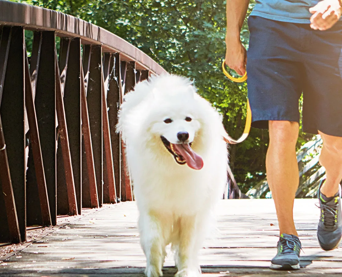 man walking with samoyed type dog on wooden bridge