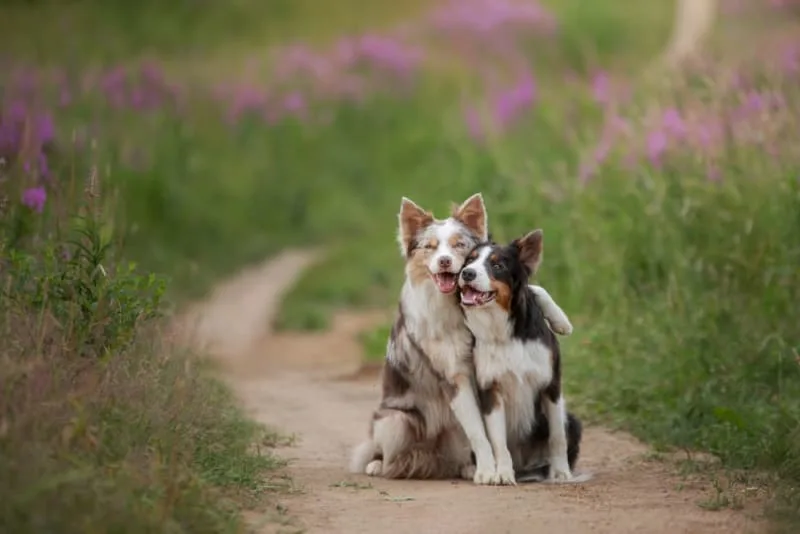 Dog Kidney Failure Diet