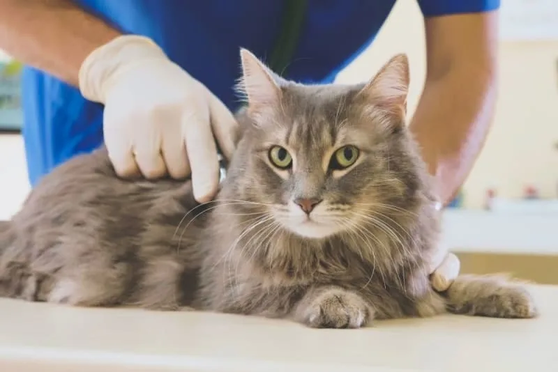 How Often Do You Take a Cat to the Vet?