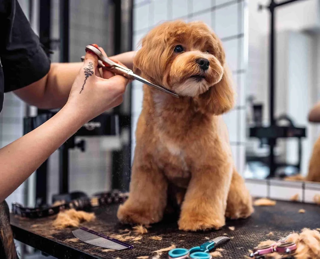 Groomer trimming a fluffy apricot Cavapoo’s chin with shears on a grooming table in a salon.