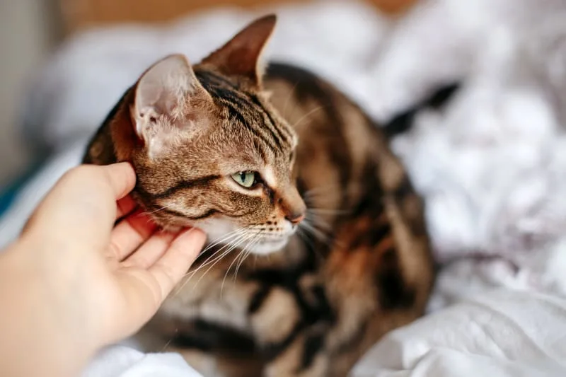 Aural Hematoma in Cat: When is Surgery Needed