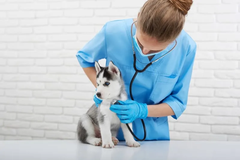 Checklist for your puppies first vet checkup
