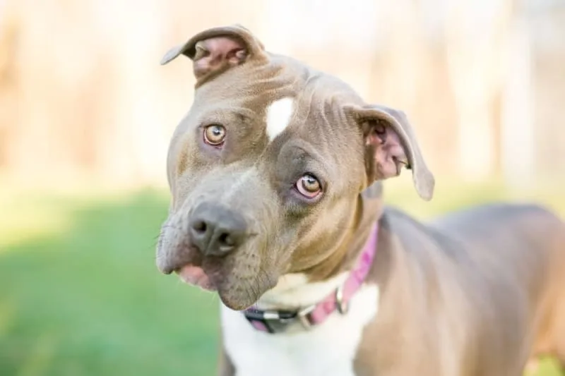 Dog Depression & Anxiety: Causes, Symptoms & What to Do