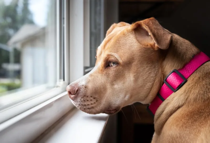 How long can you leave a dog alone?