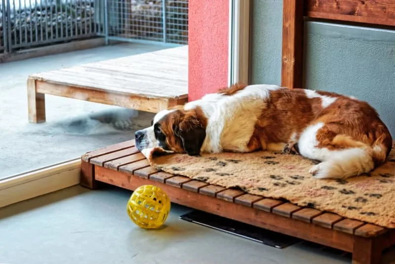 Pet Boarding: What To Look For When Boarding Your Dog