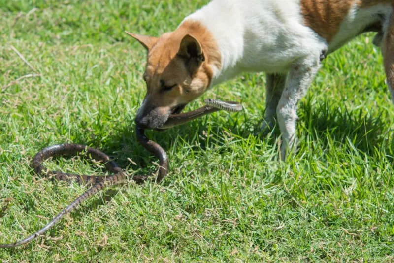 What Are the Symptoms of a Spider Bite on a Dog?