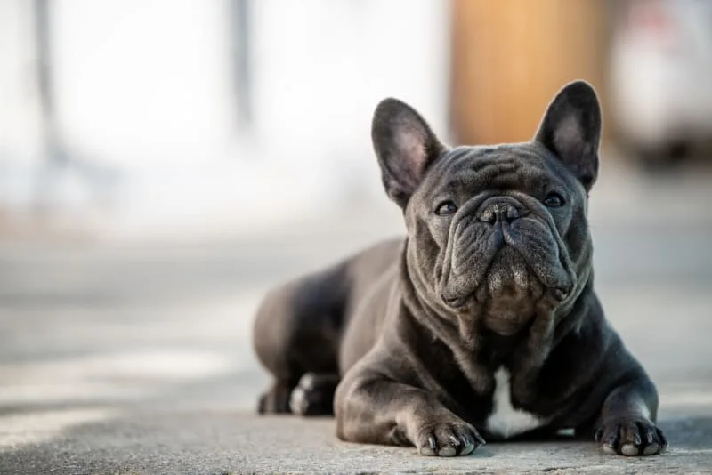 Bone Cancer in Dogs - Signs, Symptoms & Treatments
