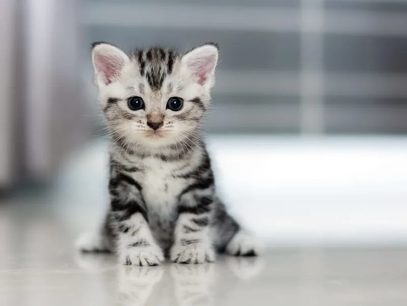 Cat Vaccination Schedule