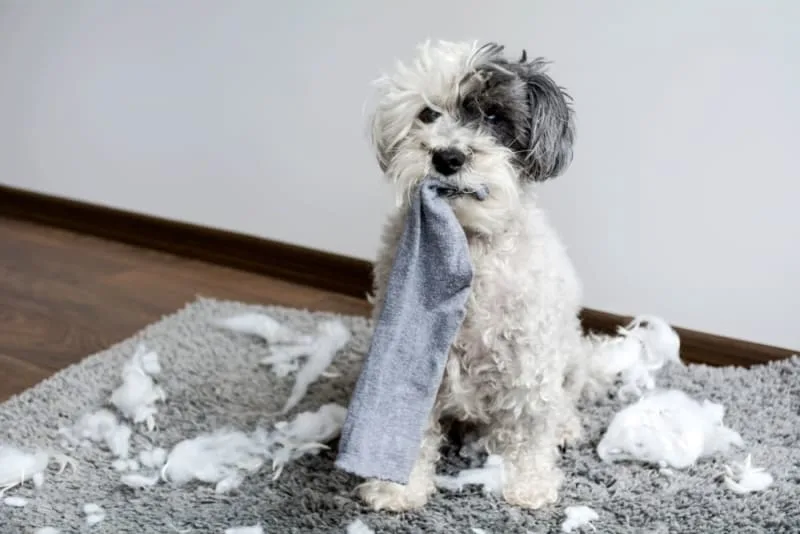 Why does my dog eat everything off the ground?