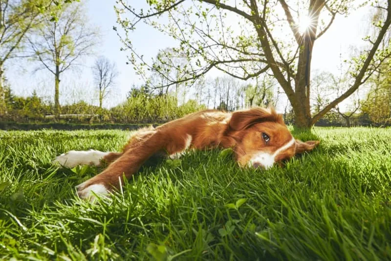 Dog Behavior Changes After Vaccination