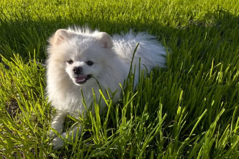 Dogs Eating Grass: Why Do They Do It - Is My Dog Poisoned?