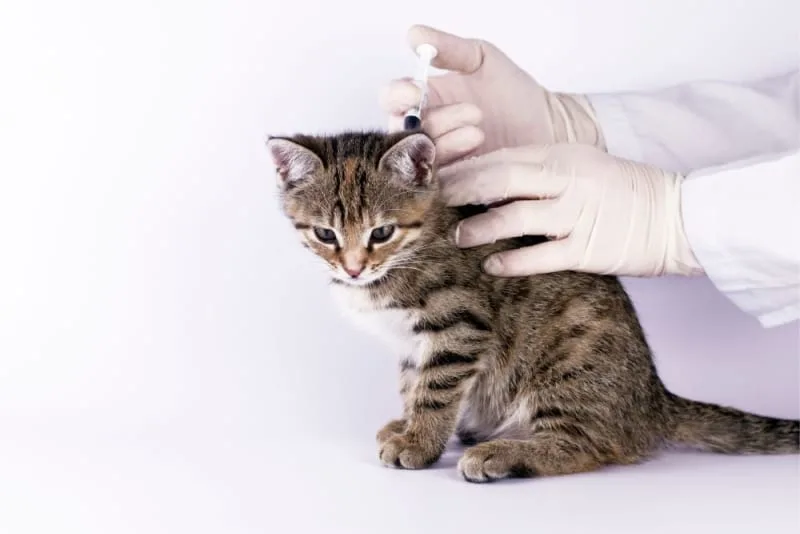 Cat Parvovirus Symptoms
