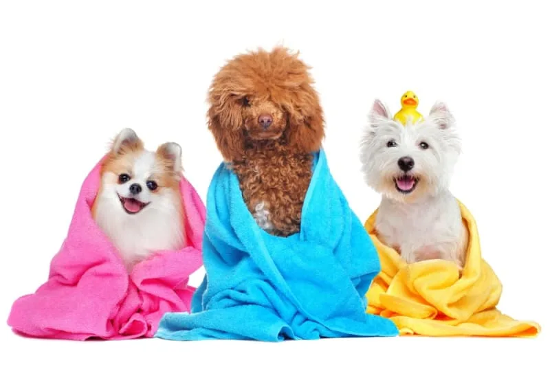 Grooming Puppies: When & How to Do It