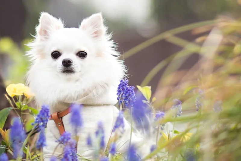 Dog Boarding Vaccination Requirements