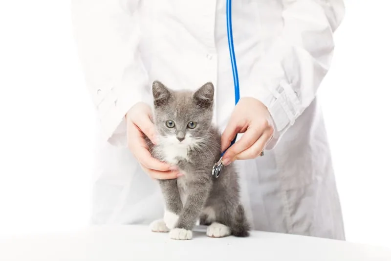 Your Cat & Kittens Necessary Vaccine Schedule