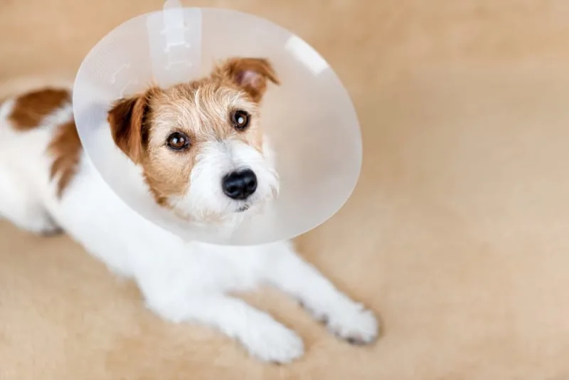 Getting Your Dog Fixed: When and What To Know