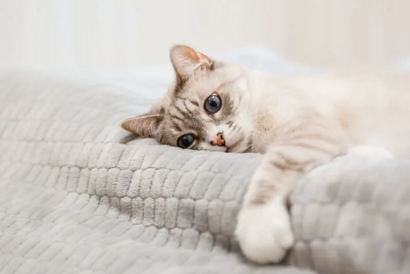How to Tell If Your Cat is Sick