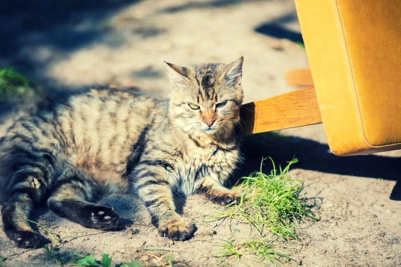 Diet For Cats With Hyperthyroidism
