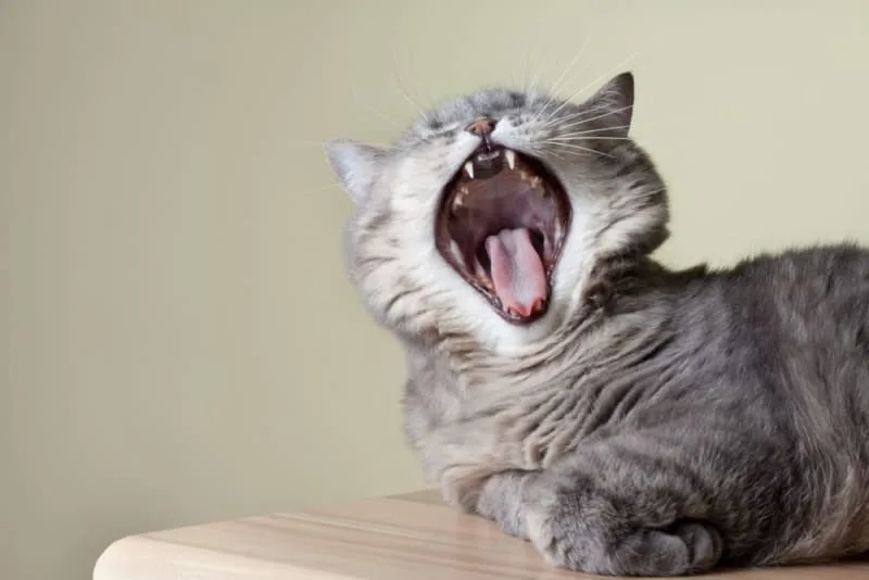 Gingivitis in Cats