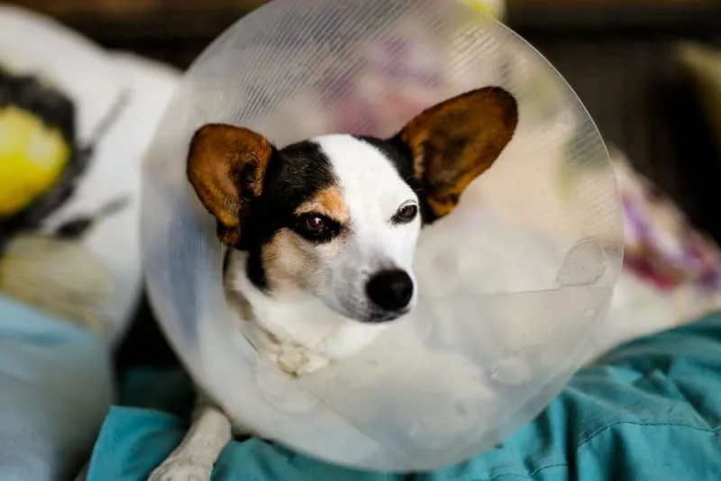 Getting Your Dog Fixed: When & What to Know