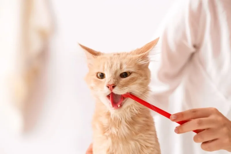 How to Clean a Cat's Teeth