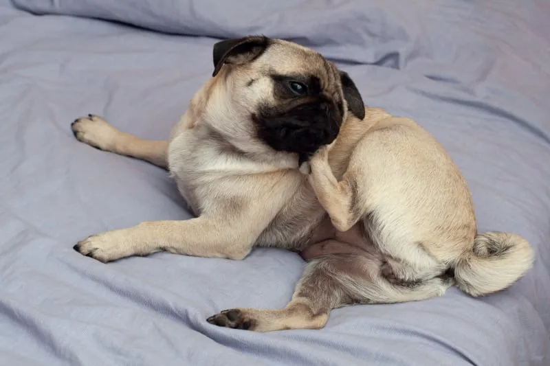 Yeast Dermatitis in Dogs & Other Yeast Infections