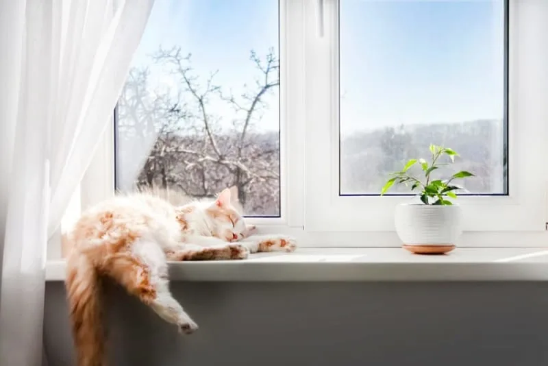 Why It's Important to Vaccinate Your Indoor Cat