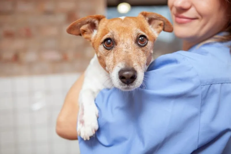 Understanding Blood Tests for Dogs