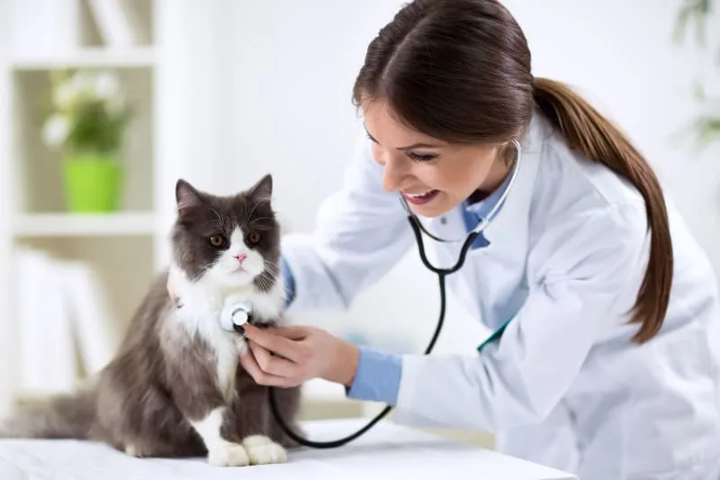How often should I take my cat to the vet?