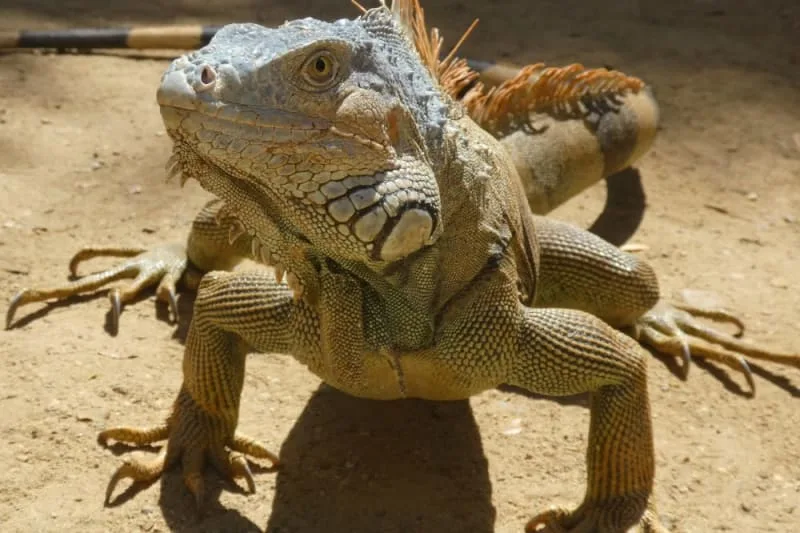 Iguana as a Pet: What You Should Know